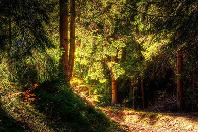 Forest Wallpapers Forest Light Nature Trees Free Hd Wallpapers ...