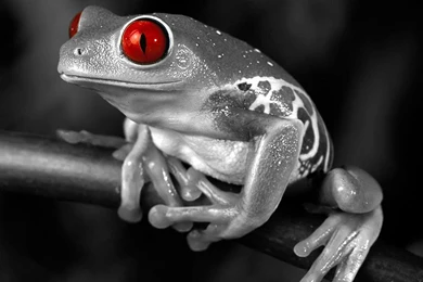 Frog Animal Wallpapers Hd Unique Nature Hd Wallpapers [Your Popular ...