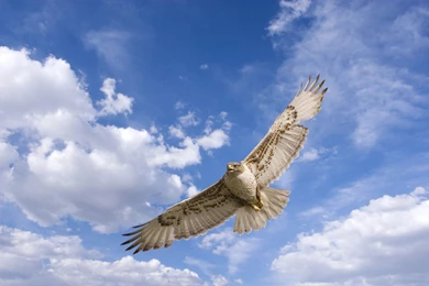 Free Animal Pictures To Download With Flying Eagle At Sky