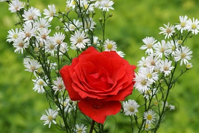 Red Roses Wallpapers For Desktop