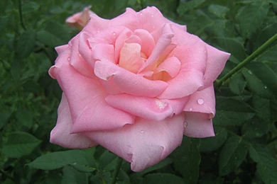 Pink Roses Widescreen Wallpapers 1920x1200px