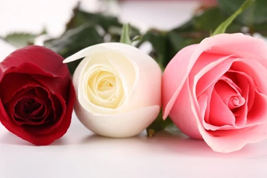 Pictures Of Roses Wallpapers