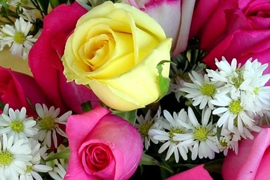 Beautiful Rose Wallpapers