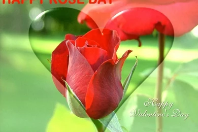 Happy_rose_day_2016_images_hd___dekstop_wallpapers_50.jpg