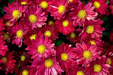 Flower Images To Color And Wallpapers Download