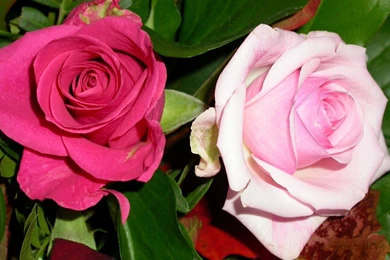 Pretty pink roses flower hd wallpaper 1920x1200 20919.jpg