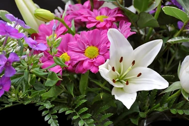 Pink And White Flowers Wallpapers   702600