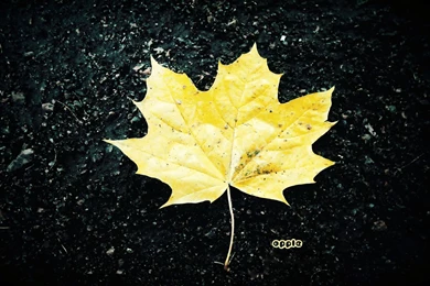 HD Nature Wallpapers For Mac STAY027