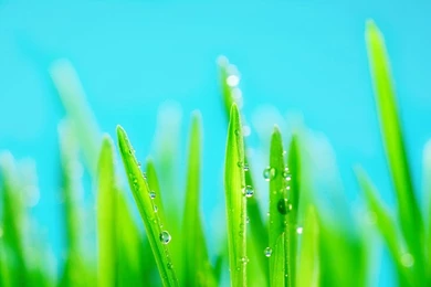 Top Abstract Grass Wallpaper Images For Pinterest
