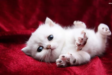 Cute Cats And Kittens   Wallpaper.