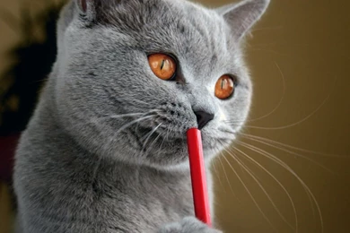 Hd Cat Wallpapers, Wallpapers Of Cats, Kittens, Cat Hairy, Amazing ...