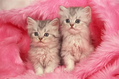 Cats: Kittens Animal Cat Couple Pink Cute Sweet Pisici Kitten12 ...