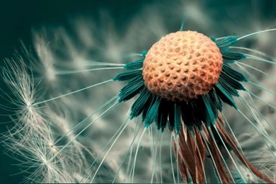 HD 1366x768 Wallpapers