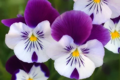 HD Flowers Wallpapers For Laptop 1366x768 Free Download