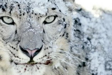 Animals iPhone Wallpapers Download   Phone Backgrounds