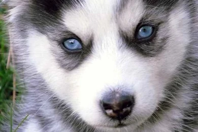 20 Wonderful Animal iPhone 5 Wallpapers