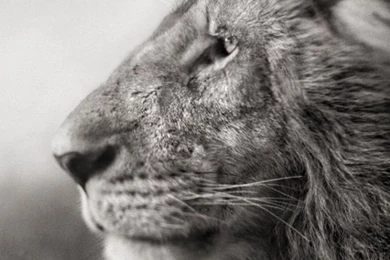 iPhone 5S, 5C, 5 Animals Wallpapers, Desktop Backgrounds HD ...