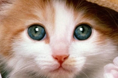 Cat Animal Cute iPhone 6 Wallpapers HD And 1080P 6 Plus Wallpapers