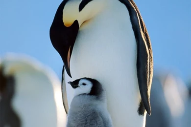 Animal iPhone Wallpapers On Pinterest