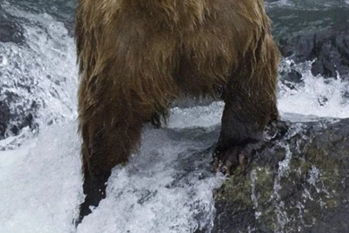 Bear Water Stone iPhone 6 Wallpapers HD And 1080P 6 Plus Wallpapers