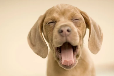 Puppy Desktop Wallpapers