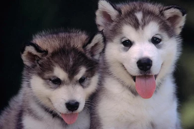 Download Wallpapers Alaskan Malamute Puppies (1920 X 1080 HDTV ...