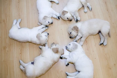 Amazing Circle Puppies Wallpapers Desktop