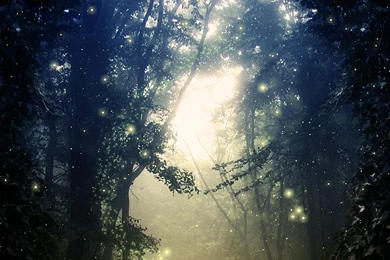 Fireflies Wallpapers