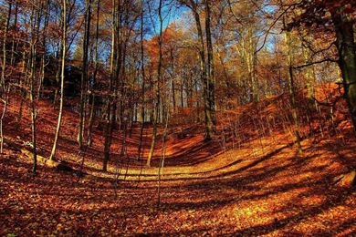 Fall Color   Autumn Wallpapers 1024x768 NO.24 Desktop Wallpapers ...