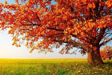 Red Tree Leaves In Autumn On The Prairie Wallpapers