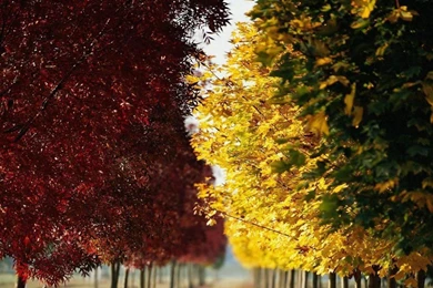 Autumn   Seasonal Wallpapers   Crazy Frankenstein