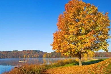 The One Red Leaf Tree In Autumn Wallpapers