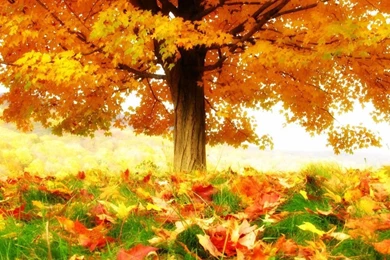 The Joy Of Autumn HD Desktop Wallpapers : Widescreen : High ...