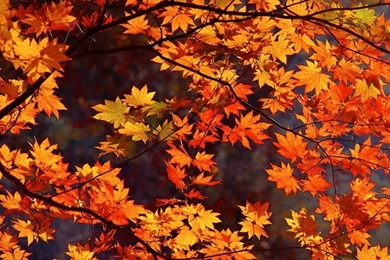 1024x768 Japan Autumn Desktop PC And Mac Wallpapers