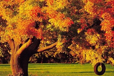 Trees In Autumn 1024x768 Wallpapers, 1024x768 Wallpapers ...