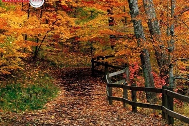 Image Detail For  Free Fall Colors Wallpapers Photos Pictures ...