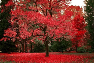 Beautiful Autumn Wallpapers 3   Seasonal   Crazy Frankenstein