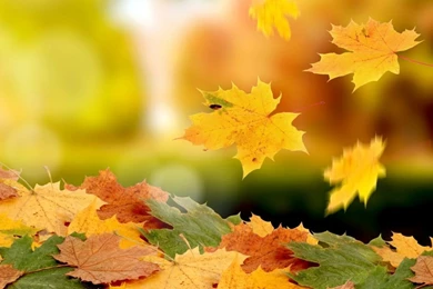 1024x768 Falling Leaves Autumn Wallpapers