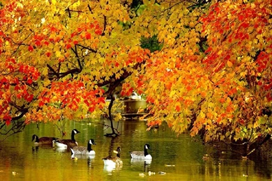 Top Autumn New York Wallpaper Images For Pinterest