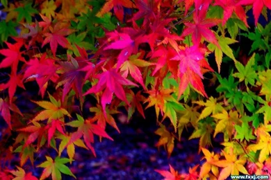Autumn Wallpapers HD Wallpapers 14