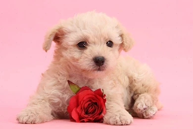 Dog: Cute Valentine Puppy With Rose On Pink Backgrounds Photo WP35546