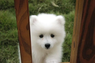 Download Dogs American Eskimo Dog Puppy Wallpapers 1024x768