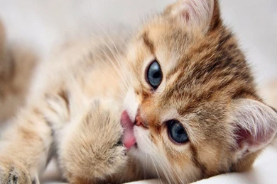 Cute Kitten Wallpapers For Desktop ~ WallpaperYork