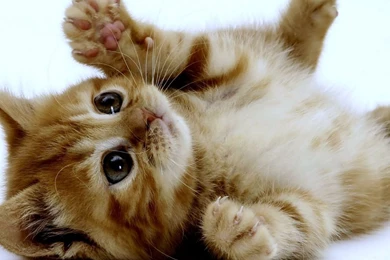 1280x1024 Super Cute Kitten Desktop PC And Mac Wallpapers