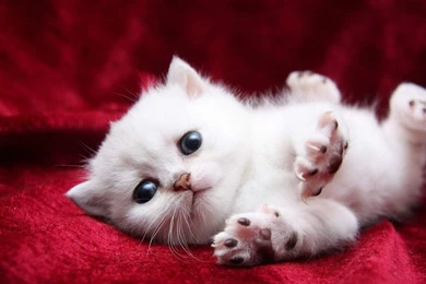 Gallery For   Pictures Of Super Cute Kittens