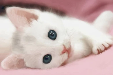 Cute Kittens For Screen HD Wallpapers   Oki Pix