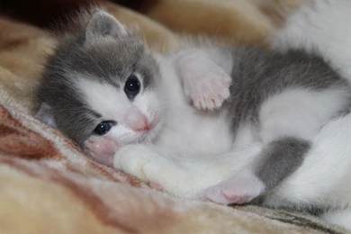 Cute Kitten Wallpapers   Animal Wallpapers