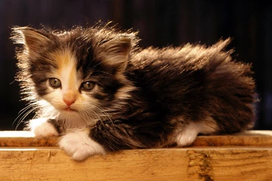 Free Wallpapers American Bobtail Cute Kitten