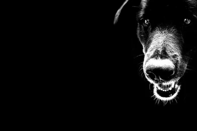 1366x768 Dog Close up Black Tones Desktop PC And Mac Wallpapers