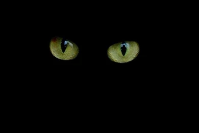 Black Sennheiser Headphones Music Wallpapers Free Black Sennheiser ...